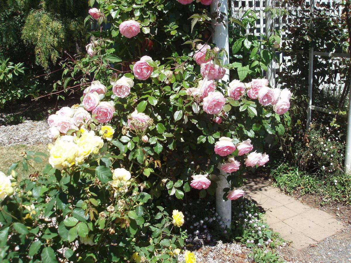 Boat Harbour Garden Cottages Esterno foto